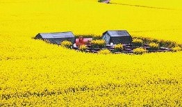 热点爆料油菜花视频大全,视频大全带你领略春日田园风光