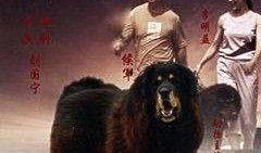 藏獒情未了在线观看,忠诚与爱的传奇故事