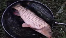 沙坑大鲤鱼爆料视频,独家爆料视频深度解析