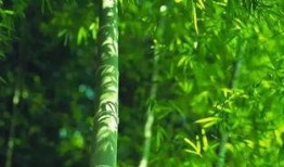 绿竹皮肤爆料视频,全新视觉盛宴，带你领略东方美学魅力