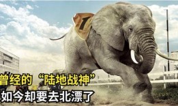 肥猪爆料虎子视频大全集,揭秘视频大全集背后的精彩故事