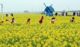 热点爆料油菜花视频大全,视频大全带你领略春日田园风光