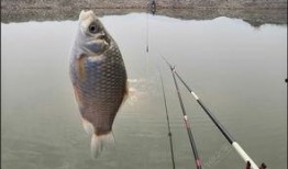 沙坑大鲤鱼爆料视频,独家爆料视频深度解析