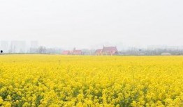 热点爆料油菜花视频大全,视频大全带你领略春日田园风光