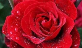 水晶玫瑰最新爆料图片高清,高清爆料图揭秘神秘魅力