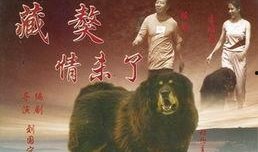 藏獒情未了在线观看,忠诚与爱的传奇故事