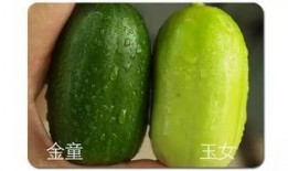 眉山网红吃瓜,揭秘网络红人的幕后故事