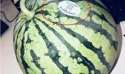 张家界网红吃瓜