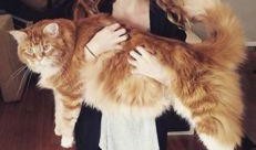 胖猫最初爆料视频,揭秘爆料视频背后的真相与内幕