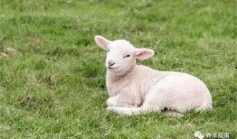 小羊事件爆料最新消息,揭秘背后惊人真相