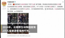 云南抖音视频爆料,绝美风光背后的故事