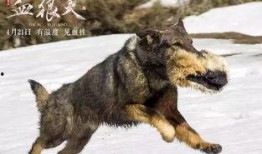 血狼犬完整版在线观看,生死较量，忠诚守护