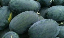 网红黑资吃瓜,揭秘网红黑资背后的吃瓜真相