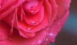 水晶玫瑰最新爆料图片高清,高清爆料图揭秘神秘魅力