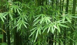 绿竹皮肤爆料视频,全新视觉盛宴，带你领略东方美学魅力