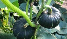 临沂吃生瓜网红是谁啊,探寻瓜界新宠的传奇故事