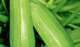 网红刘二萌吃瓜视频下载,揭秘网红幕后生活