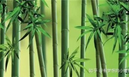 绿竹皮肤爆料视频,全新视觉盛宴，带你领略东方美学魅力
