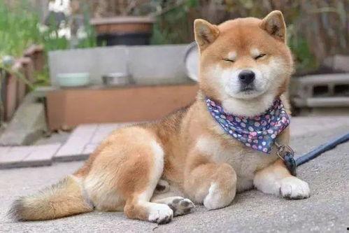 吃瓜星娱乐大白,揭秘娱乐圈幕后故事